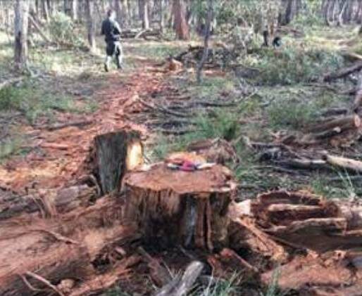 The remains of a tree investigators alleged was illegally harvested in central Victoria last year. Image: SUPPLIED