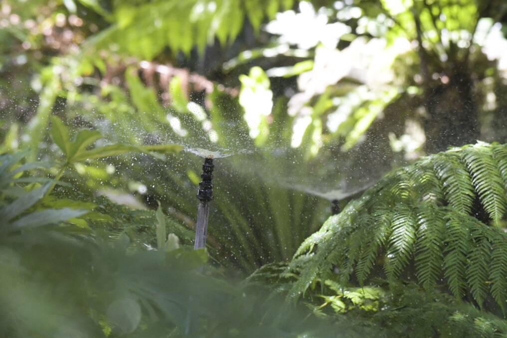A sprinkler system is activated in Rosalind Park's fenery during a heatwave to cool both plants and flying foxes. Picture: NONI HYETT