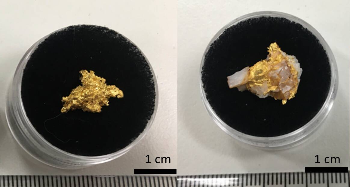 The nuggets a prospector found on the surface. They shared the site's location with a mining company that is now taking a closer look. Picture: SUPPLIED