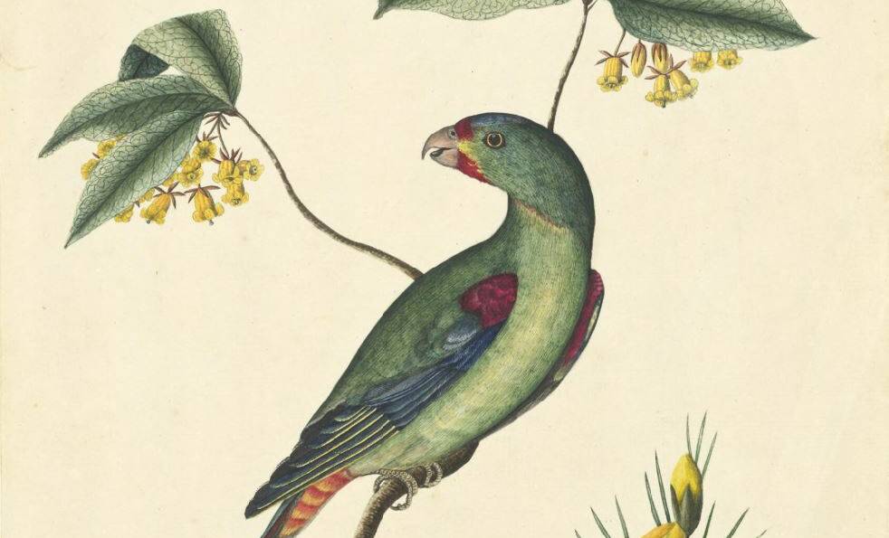 An early drawing of a swift parrot, circa 1788. Picture: Courtesy of the NATIONAL LIBRARY OF AUSTRALIA