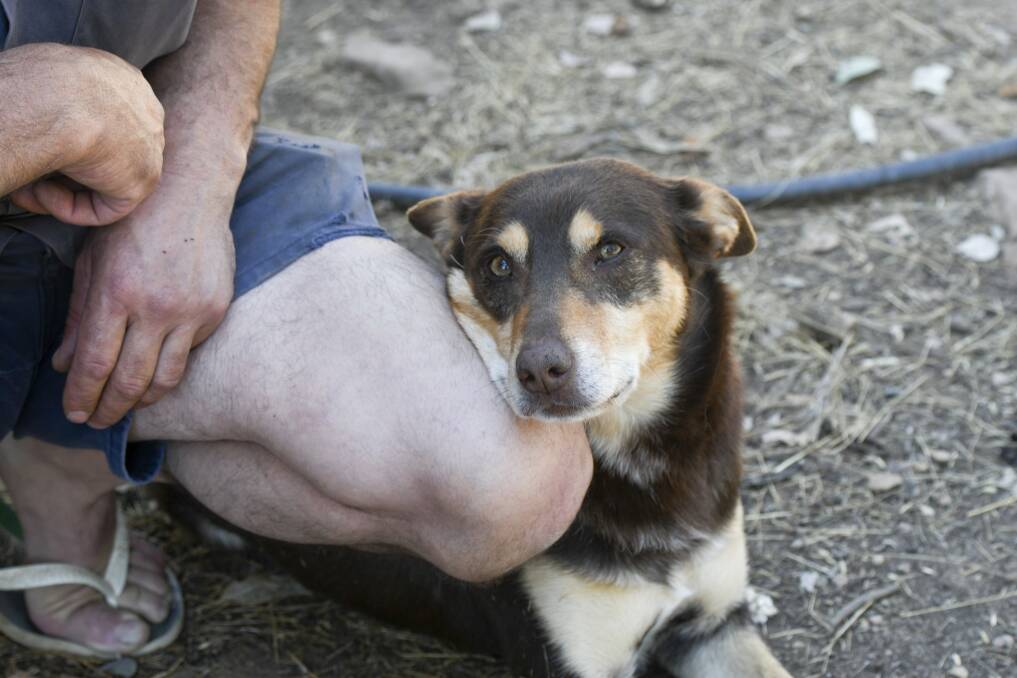 An animal rescue group wants to turn an old school site into temporary accommodation for animals. Picture: NONI HYETT
