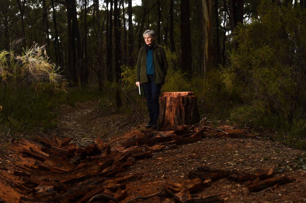 Forest advocate Wendy Radford with trees thought to have been illegally felled in a fragile ecosystem near Bendigo. Picture: DARREN HOWE