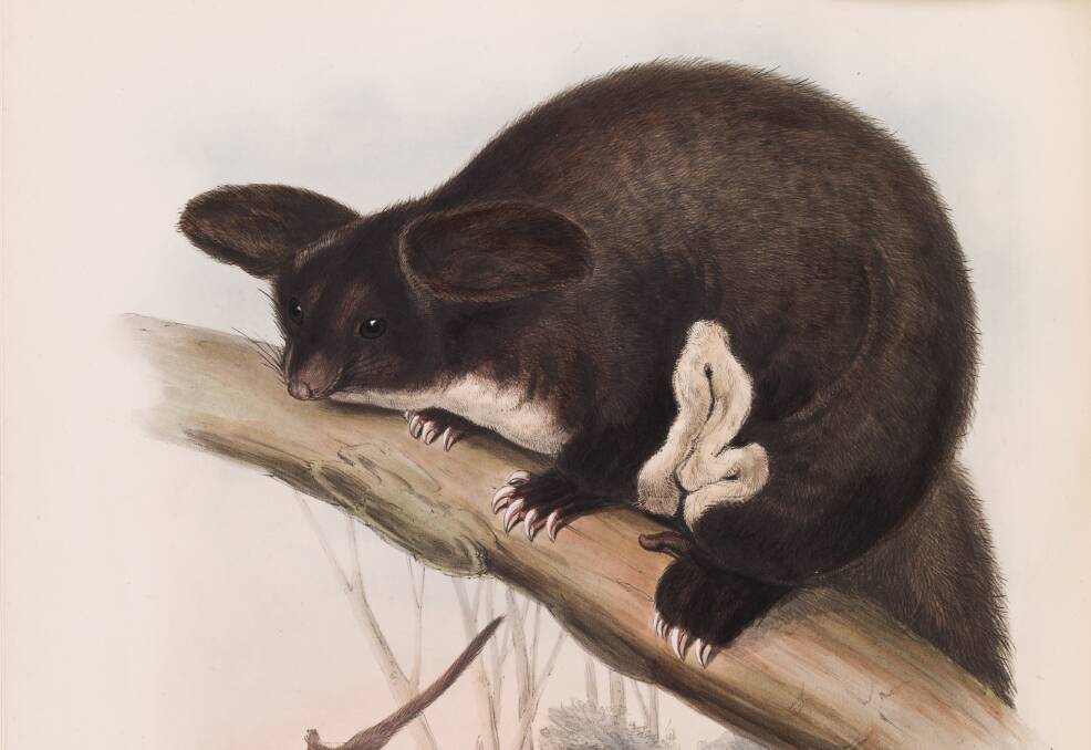 John Gould's 1863 depiction of a greater glider. Source: Museums Victoria