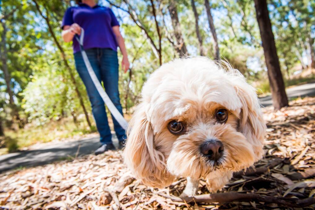 Dogs should be kept on leash in public areas, petitioners have told Bendigo councillors. Picture: BRENDAN McCARTHY