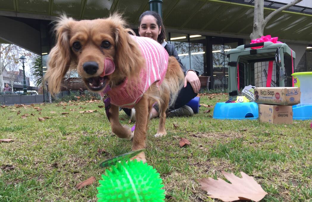 EXCITED: Georgie and Ashleigh Leung enjoy some new toys after the dog won a hamper of treats.