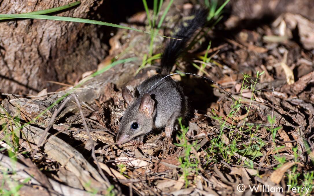 A phascogale that is now roaming a forest in central Victoria. Picture: WILLIAM TERRY