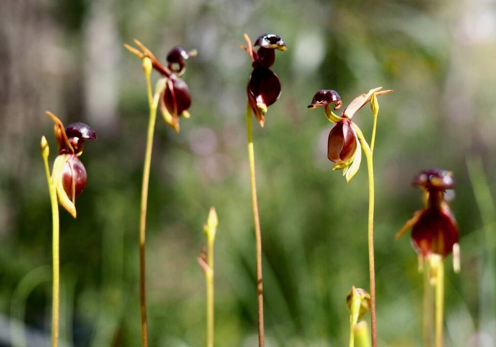Flying Duck Orchids. Picture courtesy of: LIZ MARTIN