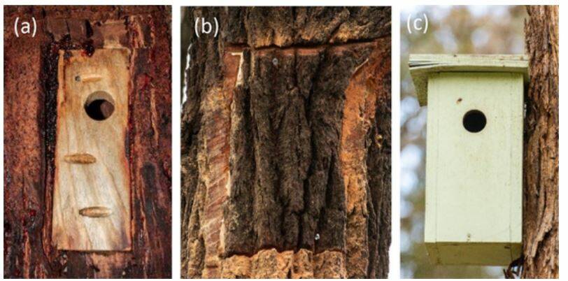 Left to right: A chainsaw hollow, a second hollow with a different faceplate designed to blend in to the rest of the tree and a nest box. Picture: SUPPLIED