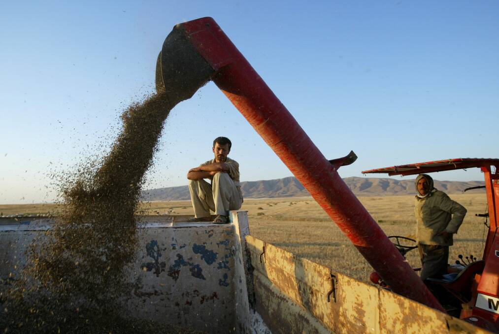 Grain being harvested in Iraq. Picture: AP Photo/Brennan Linsley