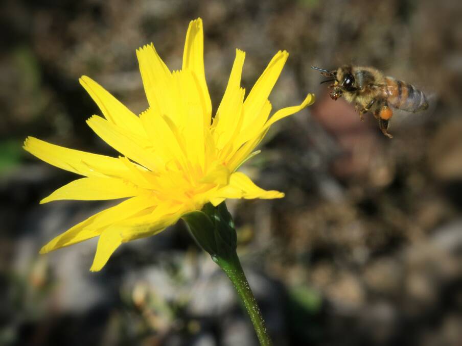 A bee inspects a Yam Daisy. Picture courtesy of: PARKS VICTORIA
