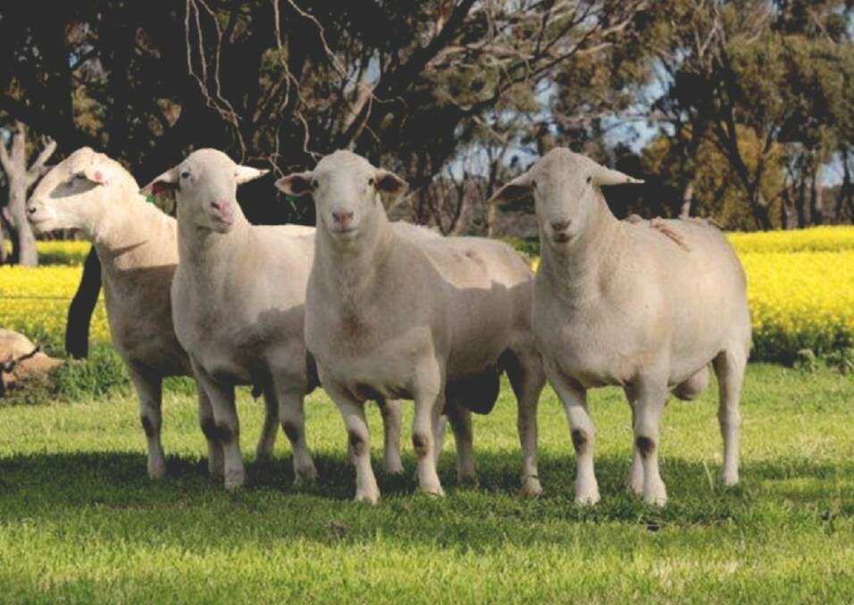 UltraWhite sheep bred at Hillcroft Farms. Picture: Hillcroft Farms.