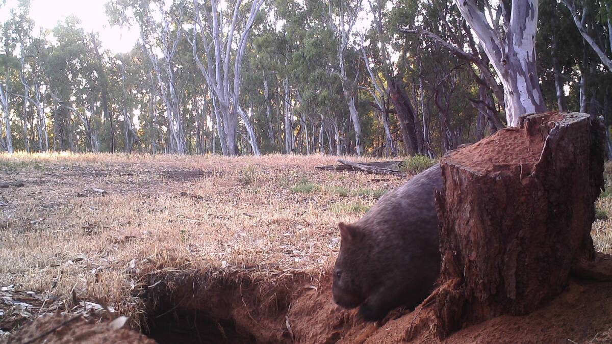 I spy: Gunbower Island's most mysterious resident caught on camera. Images: SUPPLIED