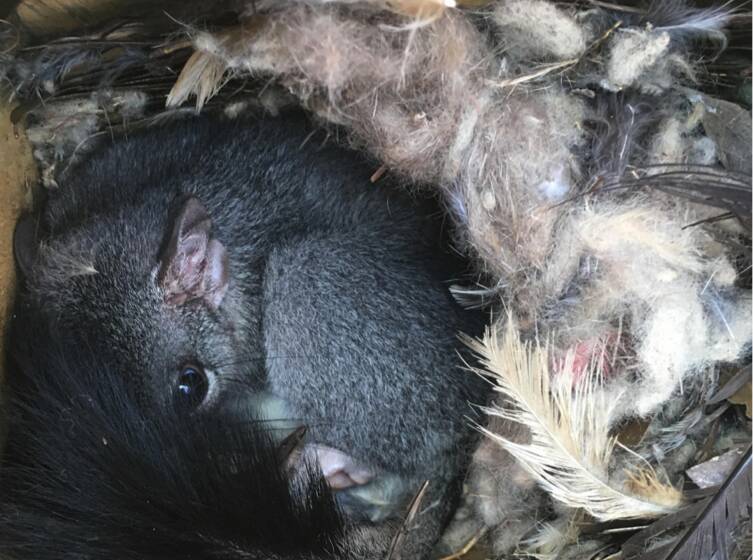 A Phascogale peeks out from behind its tail after being awoken by a camera during a survey of nest boxes. Picture: SUPPLIED
