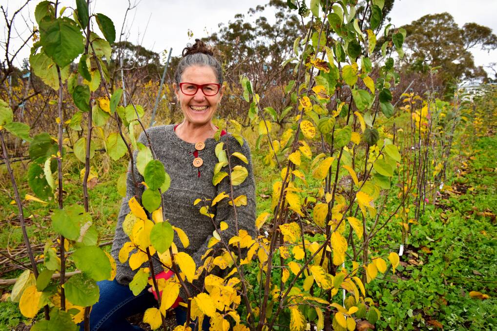 GARDEN JOY: Katie Finlay says you can help these saplings secure the future of increasingly rare fruits. You just have to plant them. Picture: BRENDAN McCARTHY