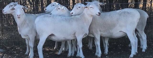 SheepMasters breed. Picture: SUPPLIED