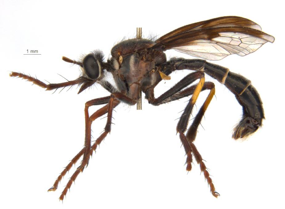 The Loki fly has also been named after a comic book character. Picture: SUPPLIED
