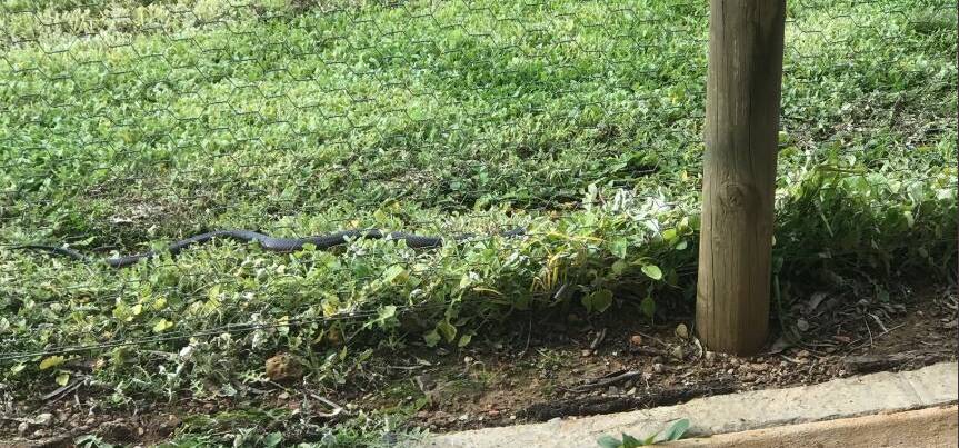 SNAKE SIGHTED: A Big Hill couple saw this red belly at the property in Big Hill. Picture: Richard and Lisa Bearman/Twitter