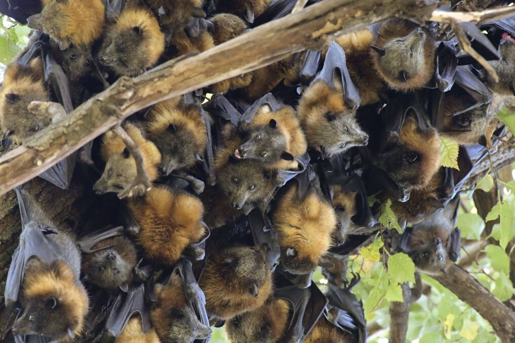 Flying foxes mass in one of the cooler parts of Rosalind Park during a heatwave last January. Picture: NONI HYETT