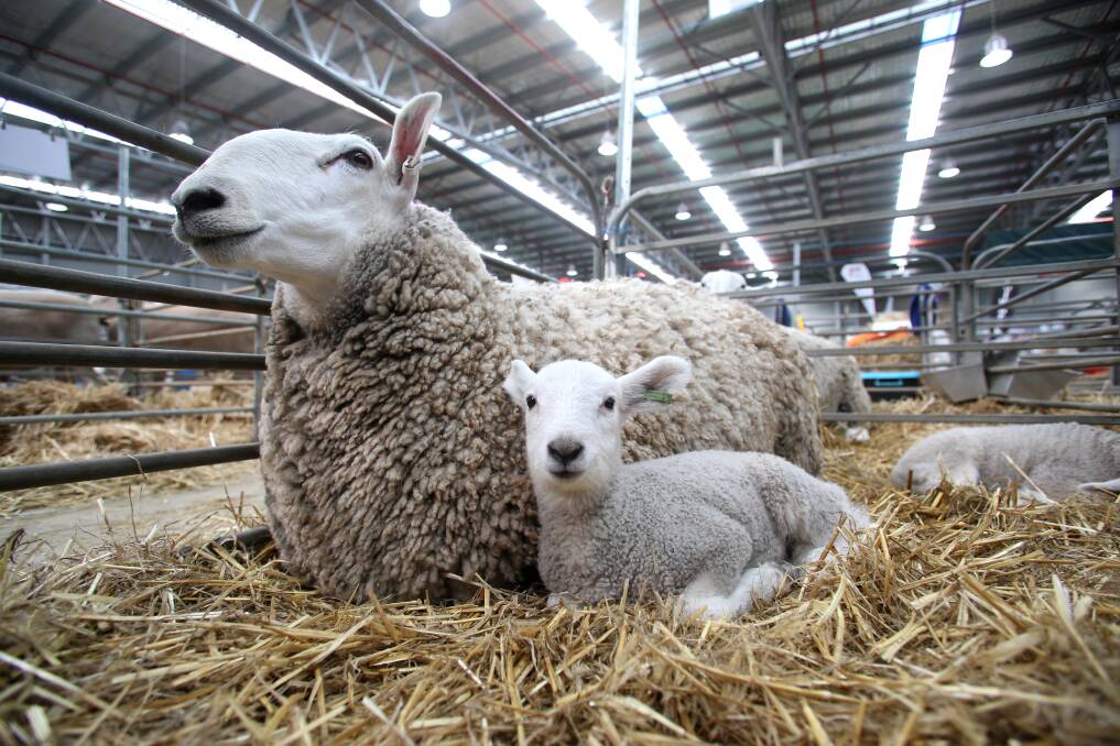 A ewe and her lamb enjoy a snuggle and watch the crowds at the 2019 Australian Sheep and Wool Show in Bendigo. Picture: GLENN DANIELS