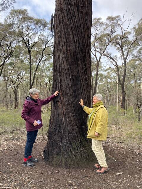 PROTECTION NEEDED: Advocates Wendy Radford and Elsie L'Huillie visit one of the few pre-colonial trees still growing in the Wellsford Forest. Picture: SUPPLIED