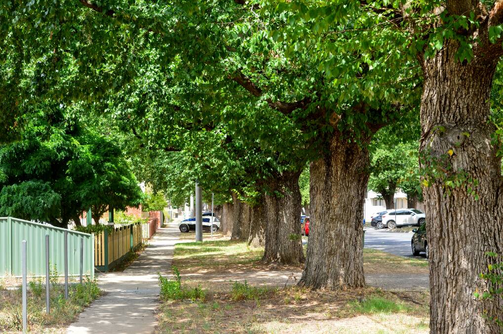 COOL NEIGHBOURHOOD: Bendigo's more established (and comparatively often well-off) suburbs often have better environmental infrastructure including shady trees. Picture: DARREN HOWE