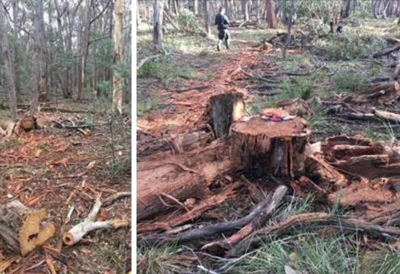 Investigators swoop on alleged illegal firewood harvesters