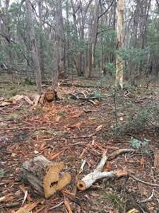 Firewood offences around Castlemaine. Picture: Parks Victoria