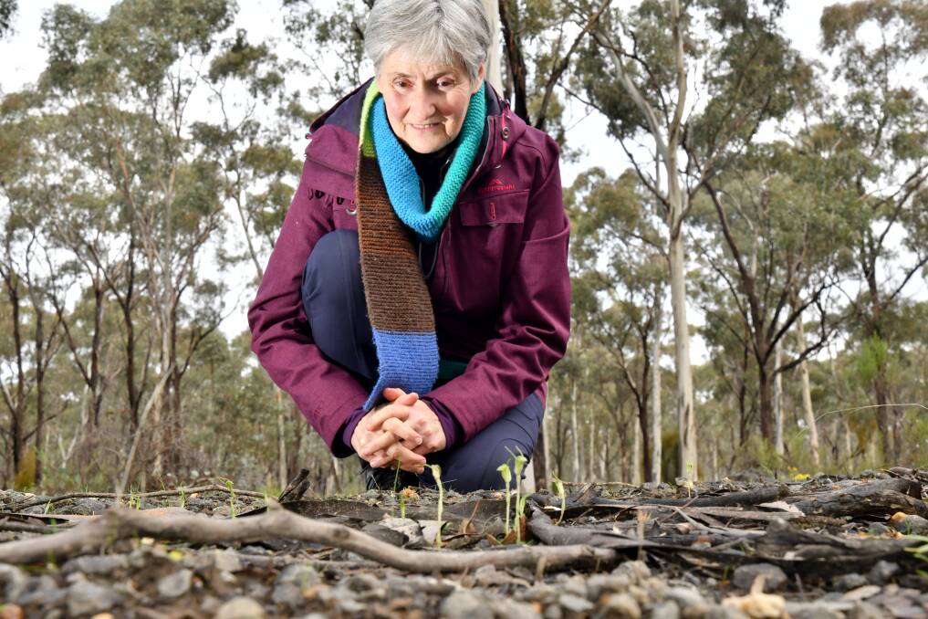 Environmental advocate Wendy Radford discovers orchids beginning to poke their heads out above ground in the Wellsford Forest. Picture: NONI HYETT