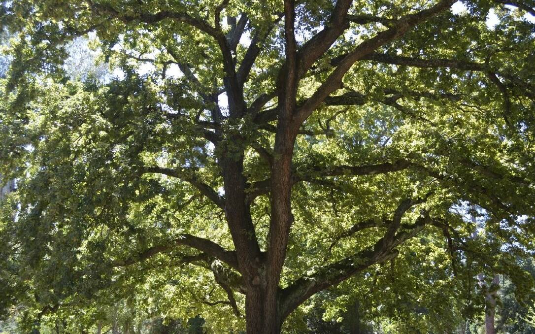 Victoria's tree of the year as voted for in a National Trust poll. Picture: SUPPLIED