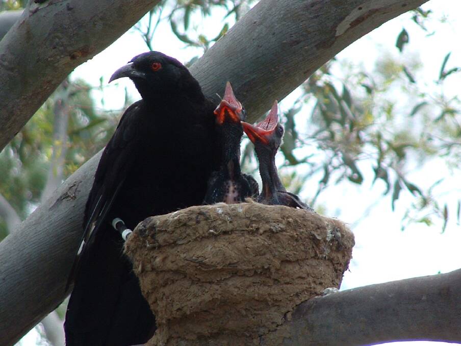 Even choughs have to eat.