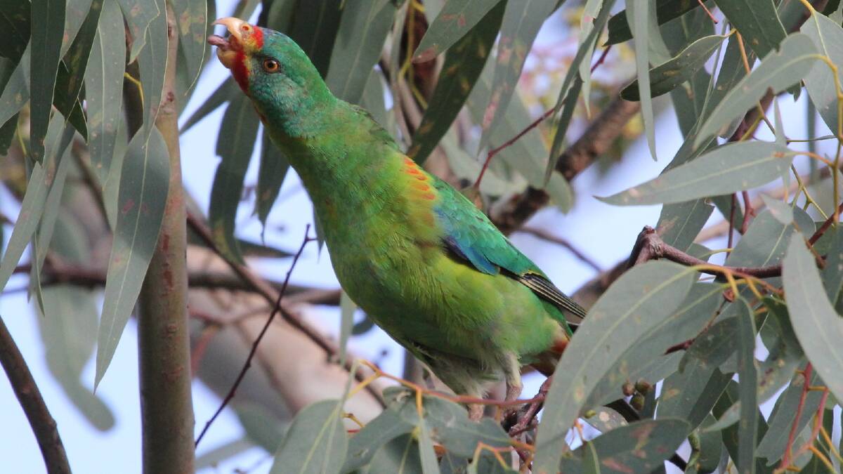 HUNGRY: Debbie Worland found a hungry "swiftie", which only eat nectar found in box-ironbark forests. Picture: CONTRIBUTED 