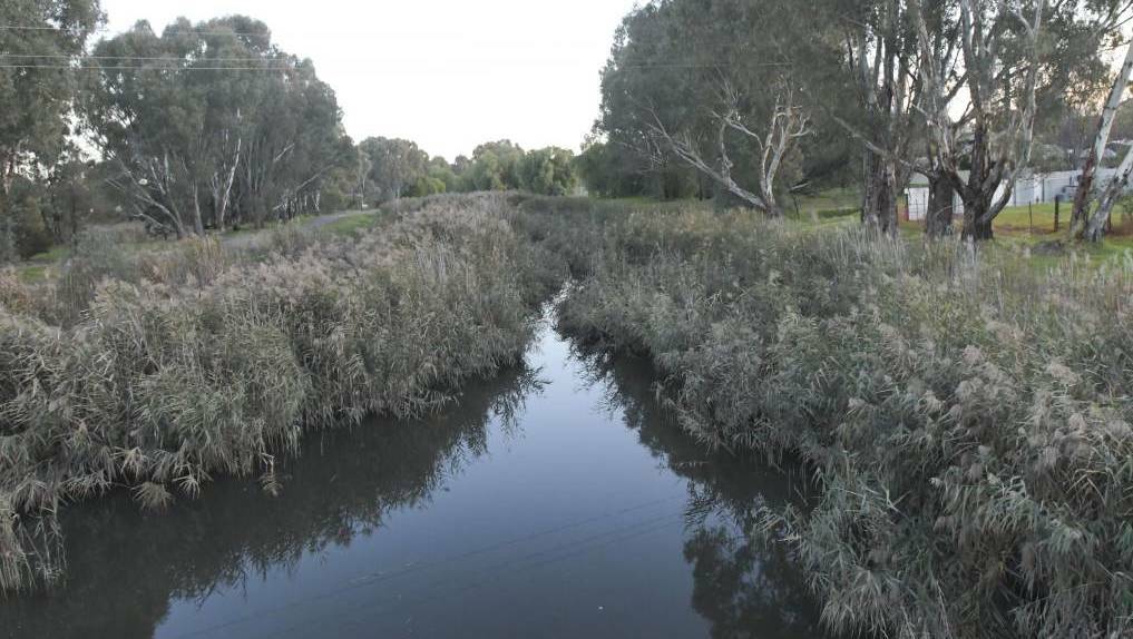 An overgrown and unhealed section of the Bendigo Creek. Picture: NONI HYETT