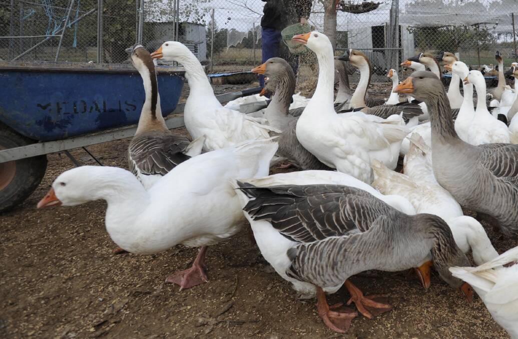 A farmer feeds his large numbers of geese and ducks at his property Veeta Vale near Yass. Picture: Lannon Harley