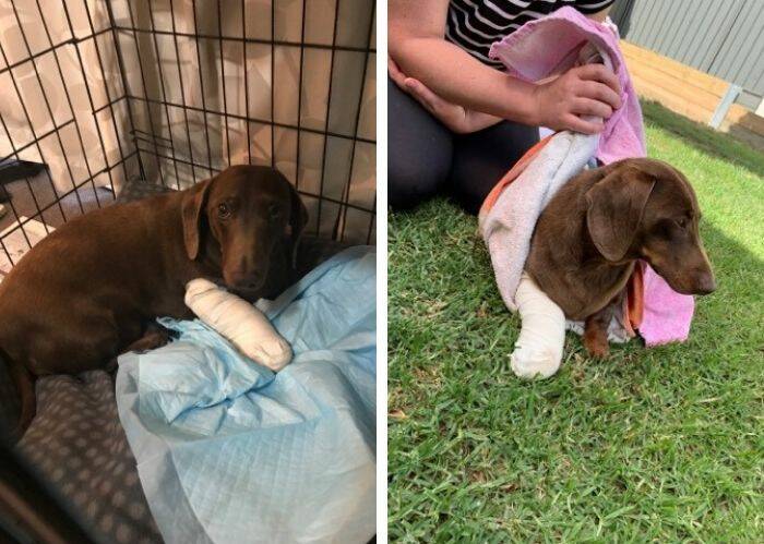 LEFT TO RIGHT: Rolo at the vet and back at home after being hurt during a suspected burglary. Pictures: SUPPLIED