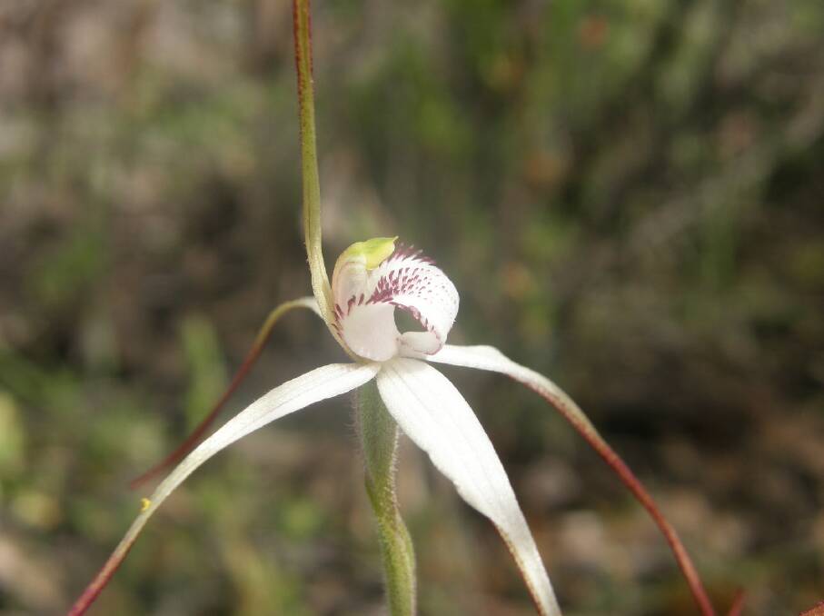 A Stuart Mill spider orchid. Picture: JULIE WHITFIELD