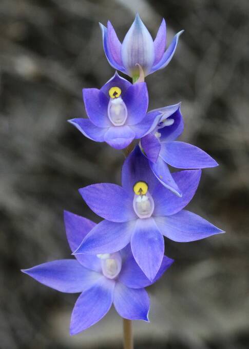 A Sun Orchid. Picture courtesy of: PARKS VICTORIA
