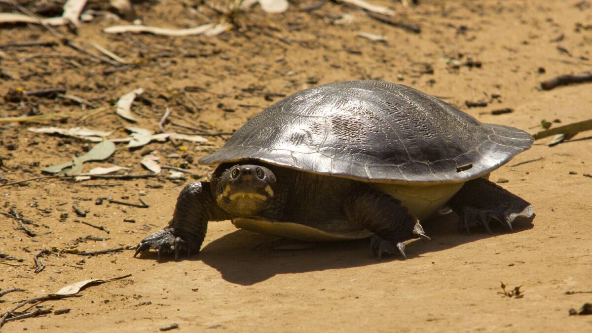 SAVED: A turtle similar to those that were saved. Picture: SUPPLIED