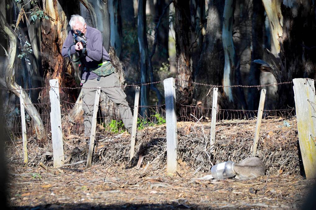 Darter Ian Slattery lines up for a shot as wildlife rescuers save a kangaroo The wind and fence made this shot impossible so he moved to a different vantage point. Picture: BRENDAN McCARTHY