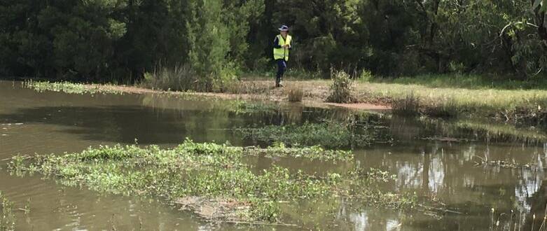 An Agriculture Victoria officer surveys a patch of alligator weed. Picture: SUPPLIED