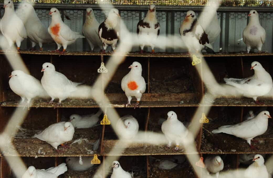 LOCKED UP: Pigeons at a modern-day breeding farm in central Victoria. Picture: ELLA PELLEGRINI