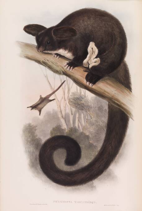 John Gould's 1863 depiction of a greater glider. Source: Museum Victoria