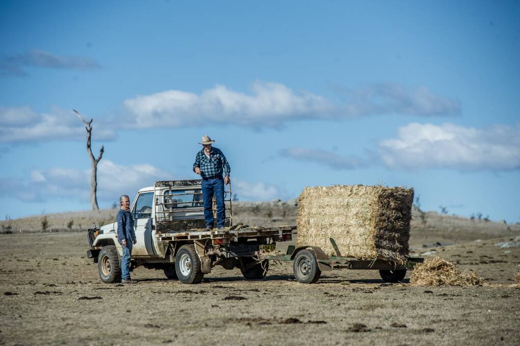 These farmers at Braidwood NSW are spending about $10,000 a week on hay as the drought continues. Photo by Karleen Minney.