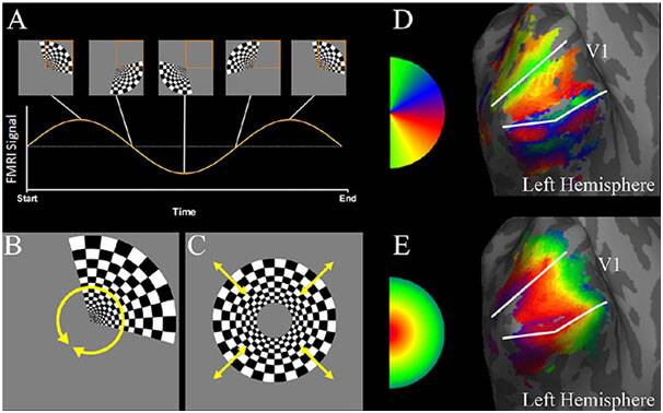 How the eye flips images upside down before projecting images onto the retina. Image: Sperandio, I, & Chouinard, P A, The Mechanisms of Size Constancy, Multisensory Research