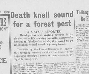 A Bendigo Advertiser reporter visited the forest in January 1950 to find out about a weed destroying tracts of forest that had been set aside for timber. Image: BENDIGO LIBRARY