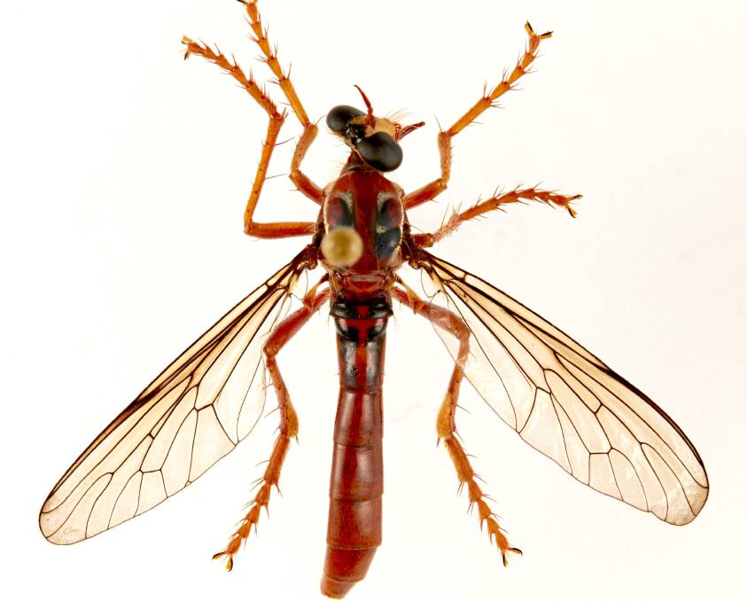 This native Australian insect has just been named the 'Deadpool fly" by CSIRO scientists. Picture: SUPPLIED