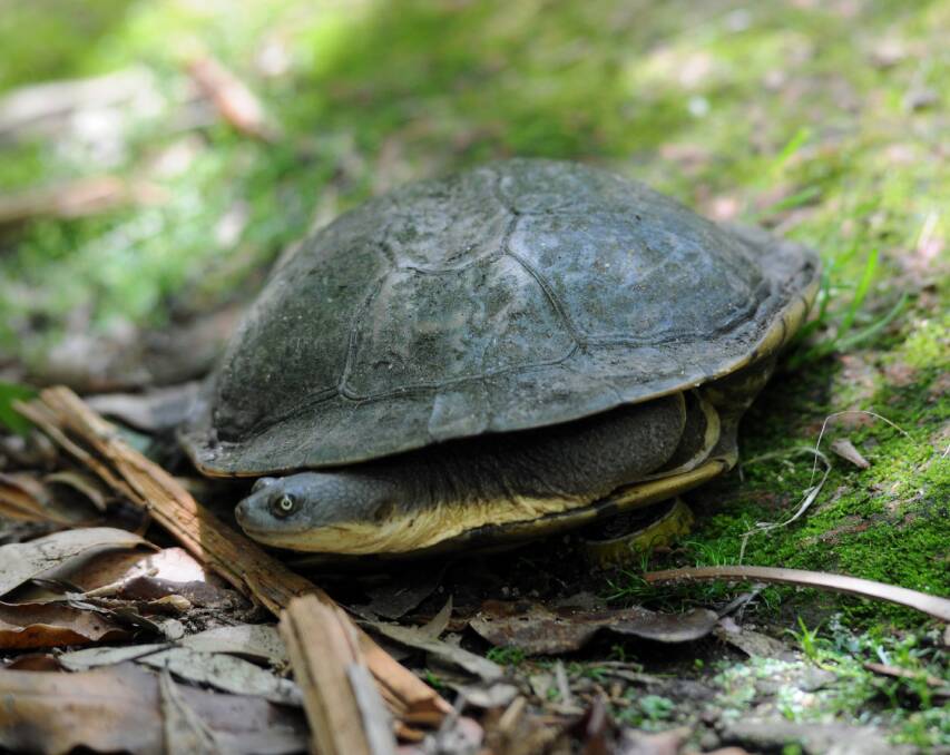 A turtle in Bendigo. This is a file photo taken by Jim Aldersey.