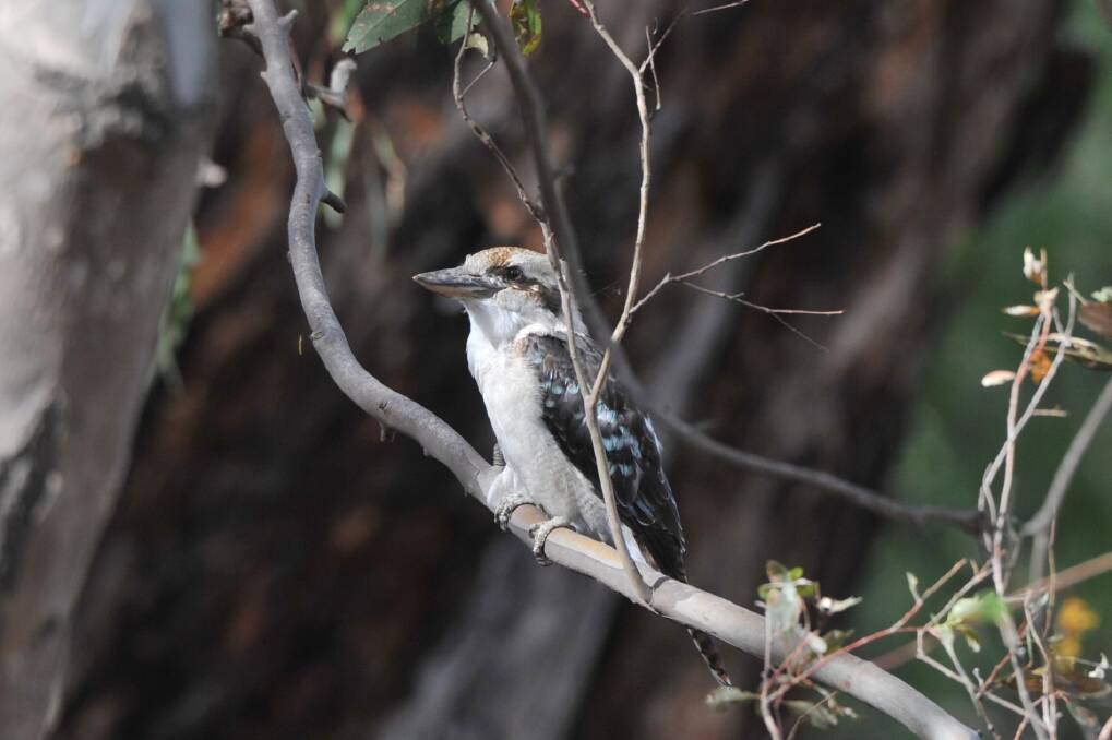 NOT AS COMMON: Evidence is emerging that kookaburra numbers are declining in parts of central Victoria, an inquiry into biodiversity decline has been told. Picture: NONI HYETT