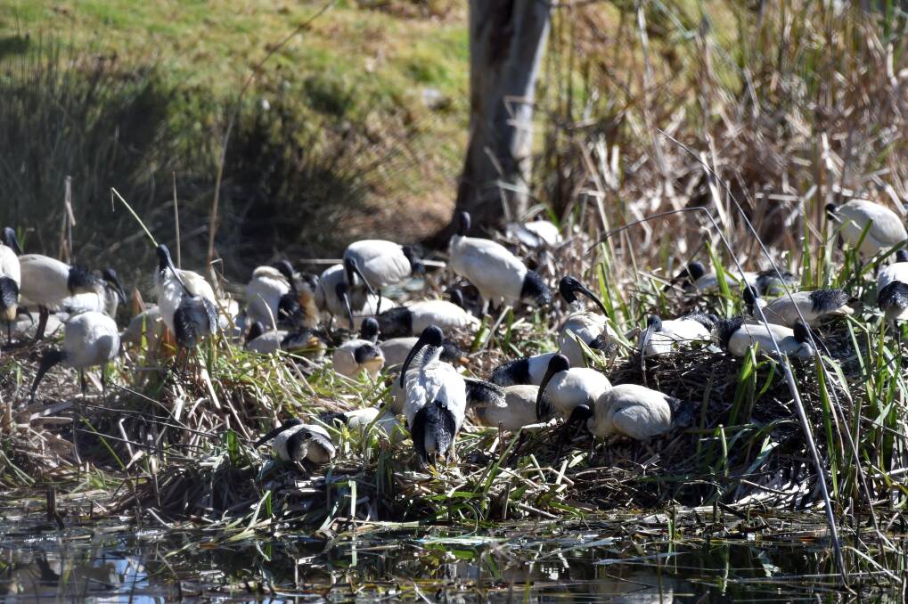 REFUGE: Many ibises have taken up residence at the ponds in recent years. They are among birds, turtles and other animals found there. Picture: GLENN DANIELS