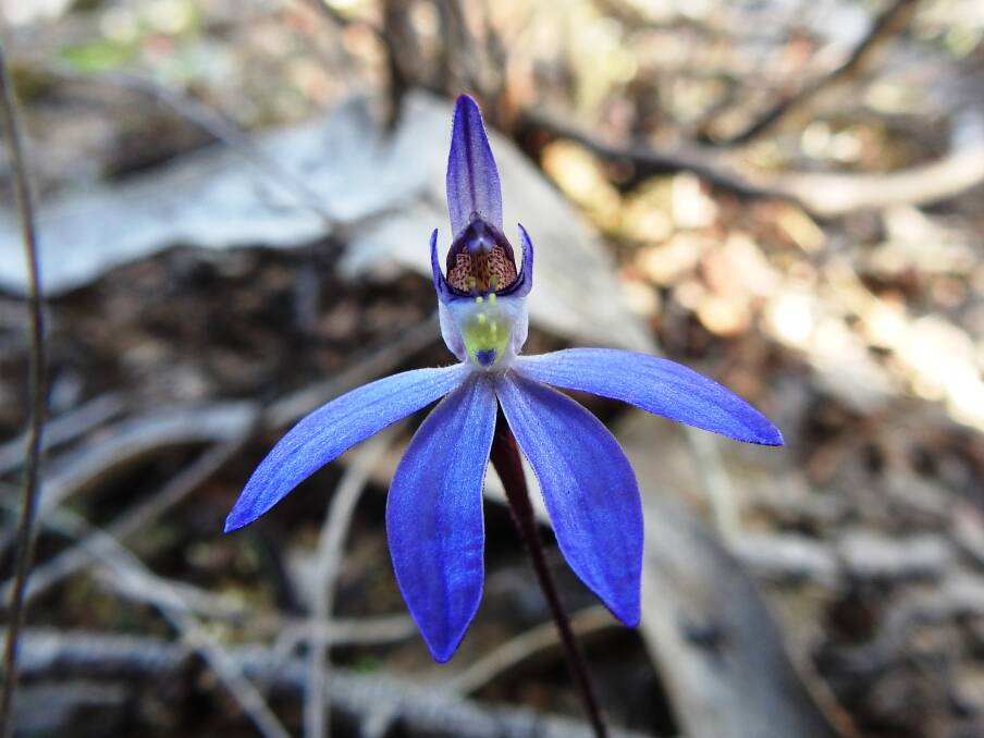 A species of orchid conservationists hope will bloom on newly acquired land. Picture: SUPPLIED