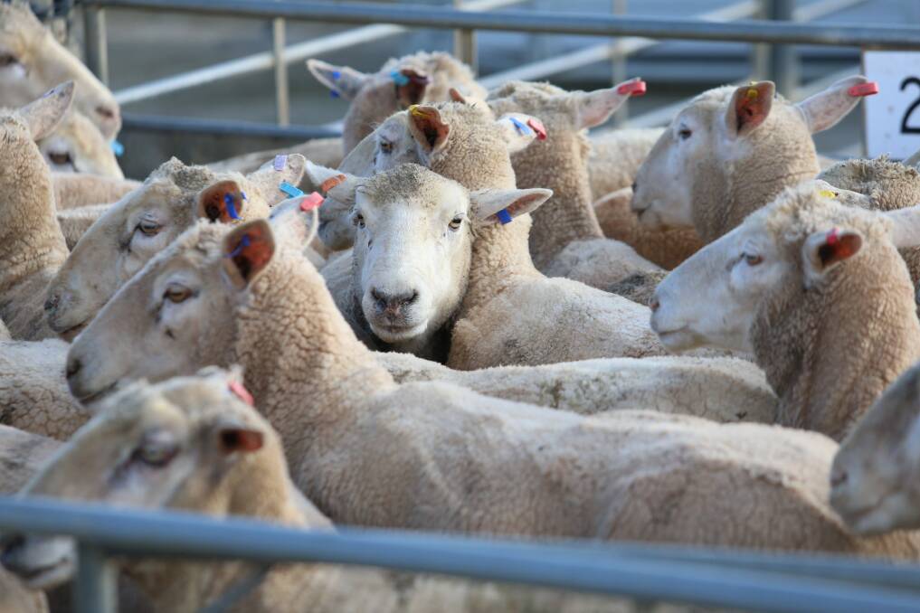 Sheep need some more shade at the Bendigo Livestock Exchange. Picture: GLENN DANIELS